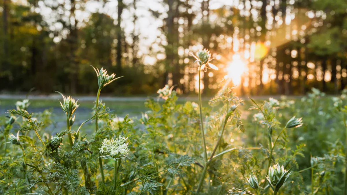 Importance of Photosynthesis