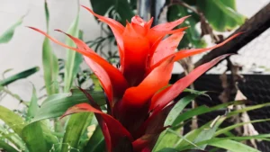Propagating Guzmania Plant: The Right Way to Grow Your Tropical Beauty