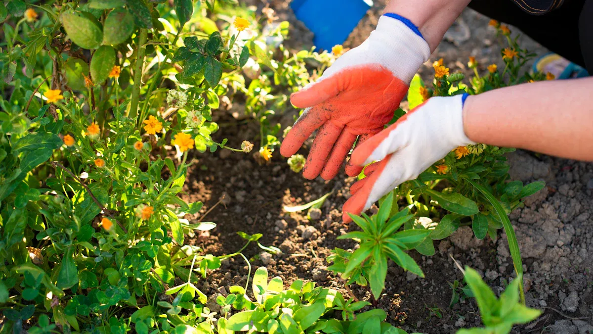How to Fertilize Roses