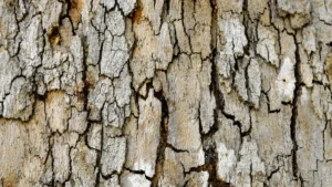 Understanding the Different Types of Tree Bark