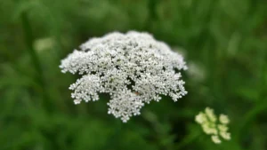 What Is Dropwort? A Comprehensive Guide to This Unique Plant