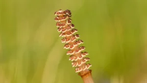 Why Is My Horsetail Plant Falling Over? Troubleshooting and Care Tips