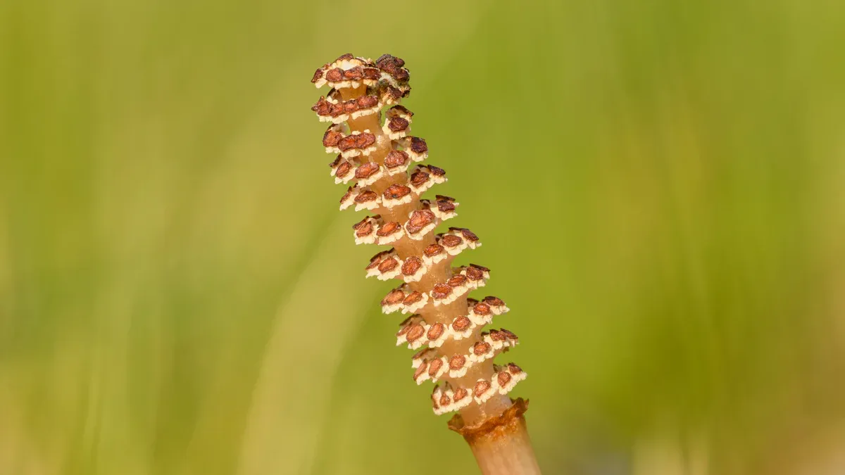 Why Is My Horsetail Plant Falling Over? Troubleshooting and Care Tips