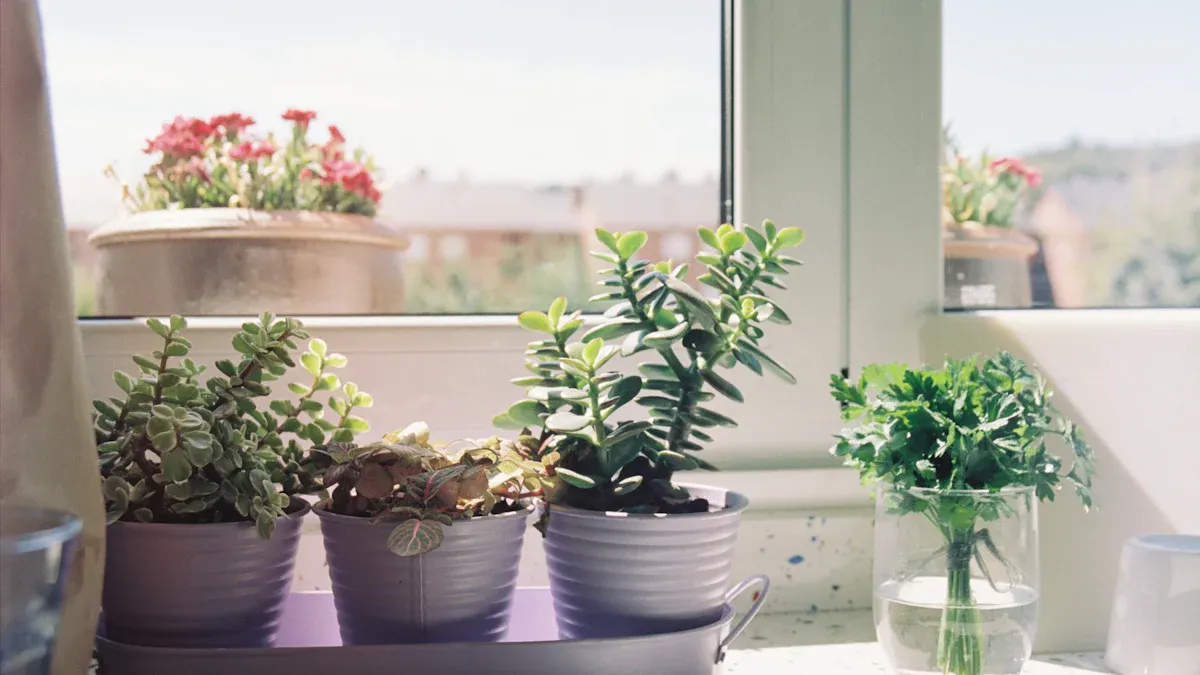 Light For Indoor Marigolds