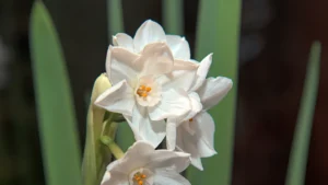 Essential Spring Bulb Post-Care