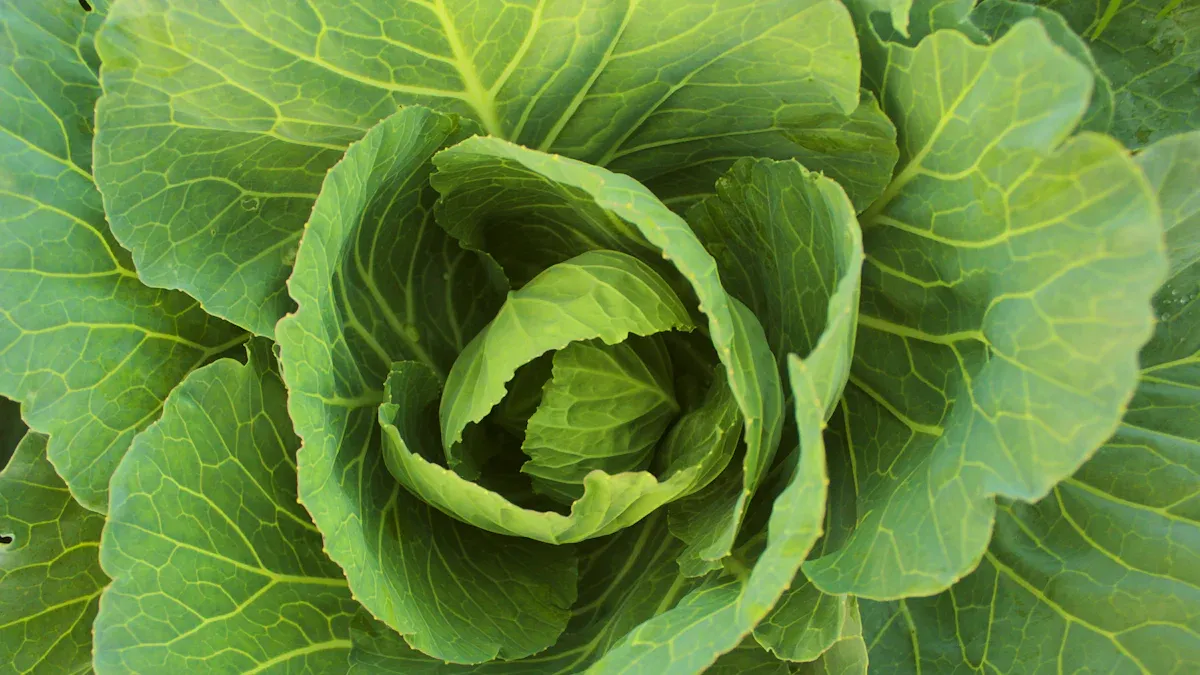 Nutrients to Plant and Grow Arugula