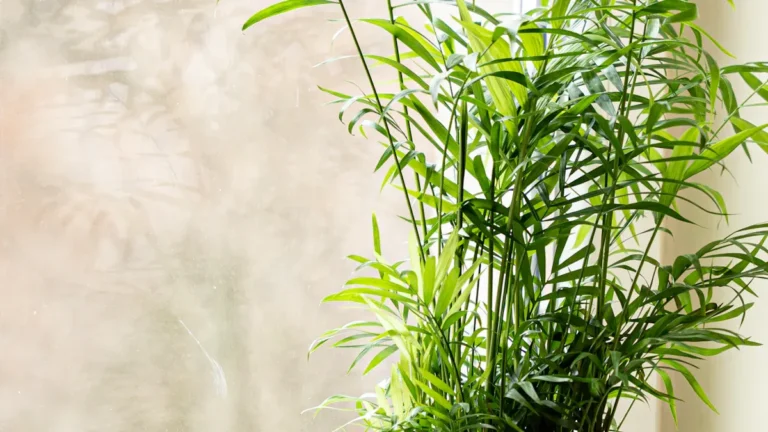 Top Benefits of Growing Rosemary in Your Garden