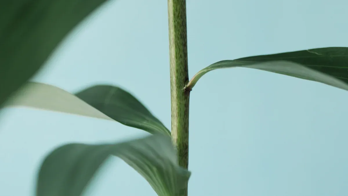 Thai Pepper Plant Stem Care