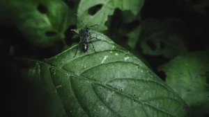 Why Are Your Ant Plant Leaves Curling?