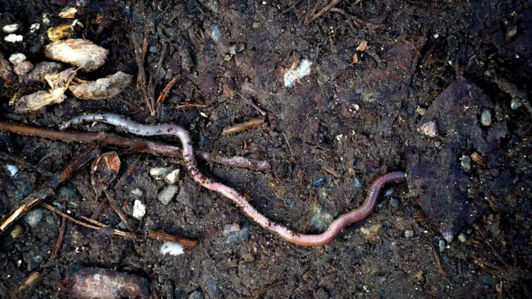 How to Get Rid of Worms in Creeping Jenny Plant: Natural and Safe Solutions