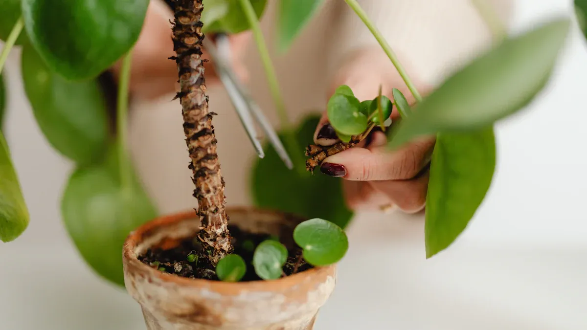 How to Trim Lipstick Plant