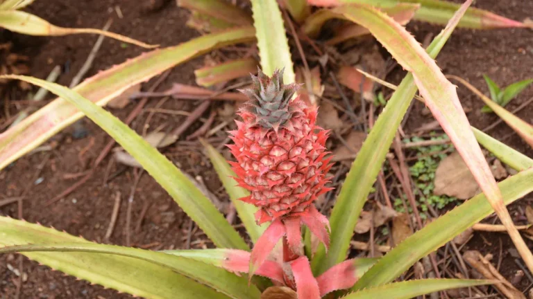 How to Get Rid of Mealybugs on Pineapple Plant