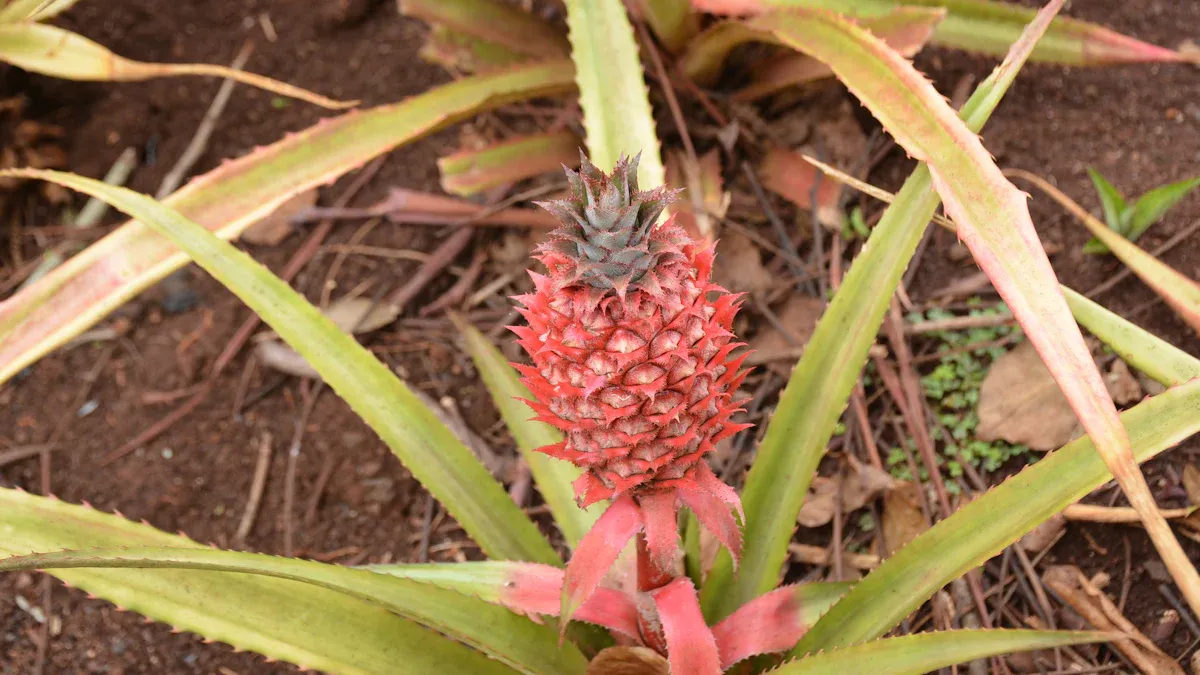 How to Get Rid of Mealybugs on Pineapple Plant
