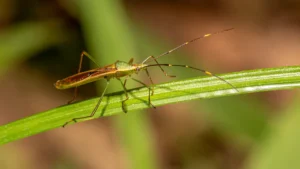 Most Common Kale Plant Pests: How to Identify and Treat Them Like a Pro