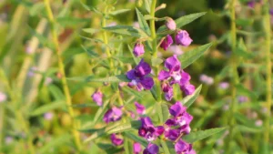 Fertilizing Angelonia Plants: The Do’s and Don’ts for Healthy Blooms