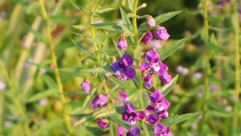 Fertilizing Angelonia Plants: The Do’s and Don’ts for Healthy Blooms