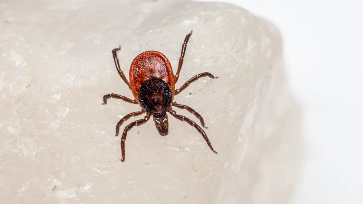How to Get Rid of Ticks with Diatomaceous Earth