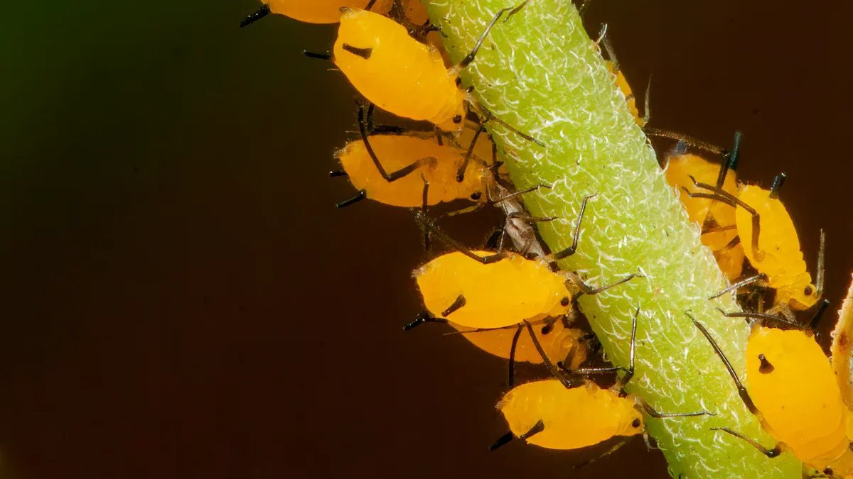 Detect and Treat Lice on Plants