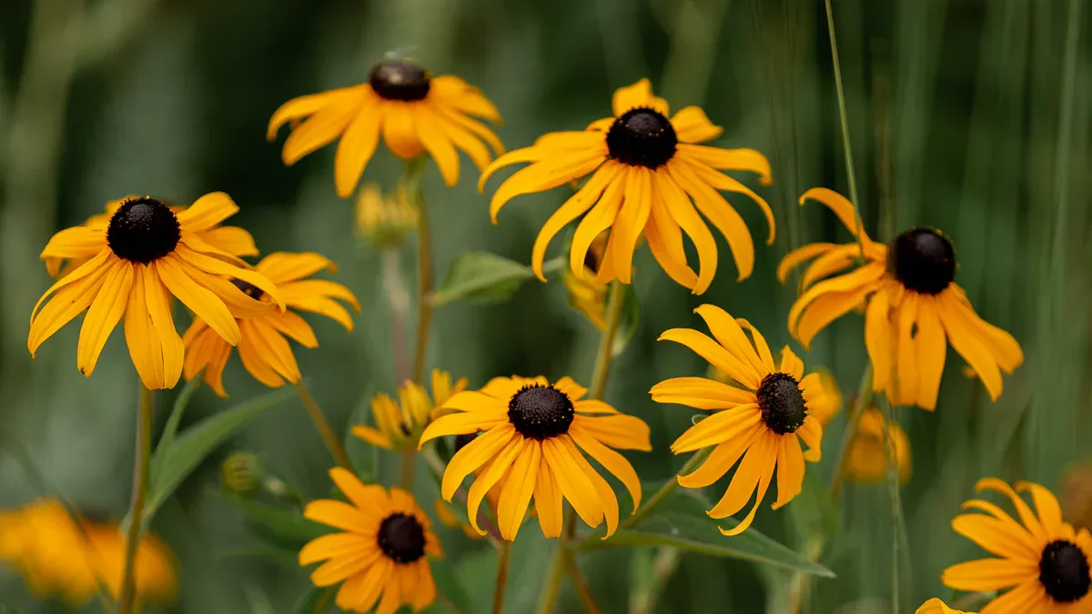 Mid-Summer Wildflowers: A Vermont Native Plant Guide