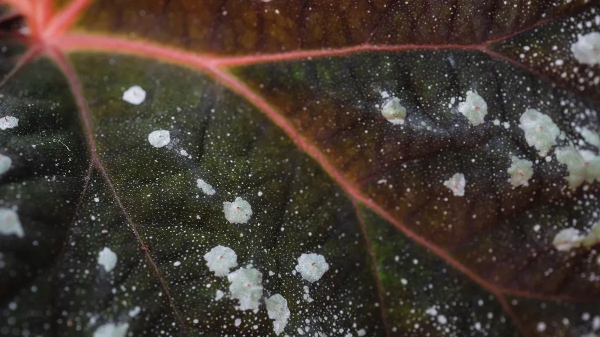 Dealing with Birkin Plant Diseases: Identification for Thriving Plants