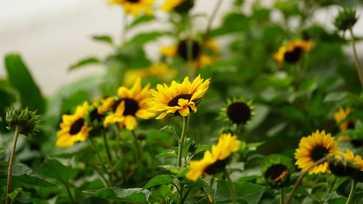 Pro Tips for Choosing Sunflower Varieties