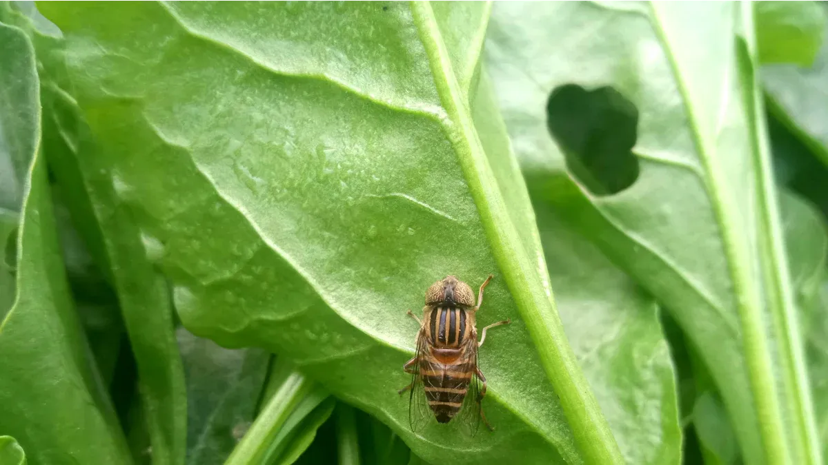 Common Clematis Pests