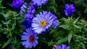 Wildflowers That Grow In Vermont: Identification Guide