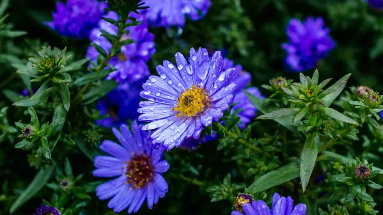 Wildflowers That Grow In Vermont: Identification Guide