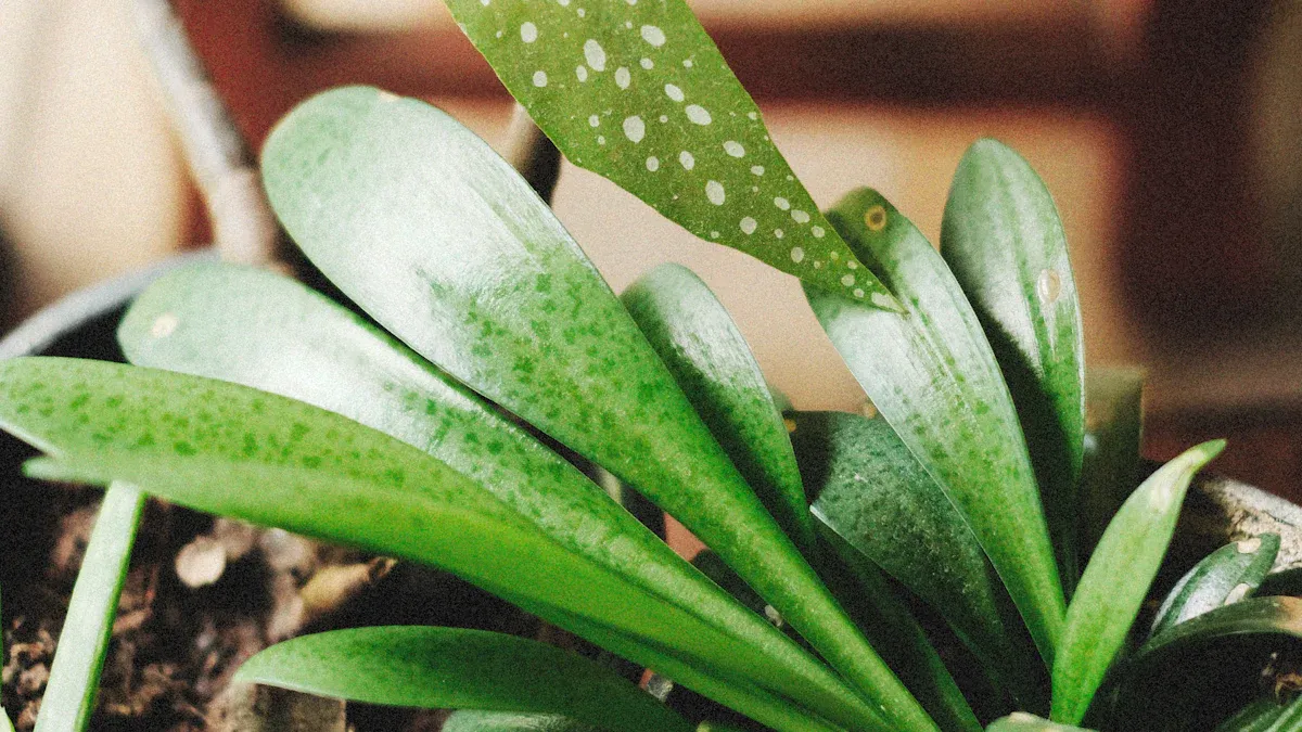 Remedies for Brown Spots