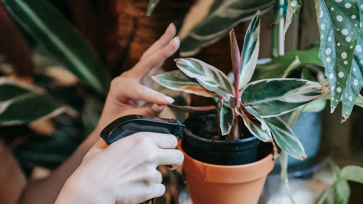 Save a Dying Codiaeum Plant