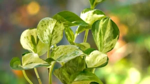 Where to Place Jade Pothos Plant for Perfect Feng Shui: Tips for Optimal Growth
