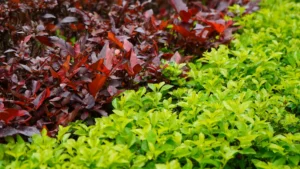 How to Trim Firestick Plants