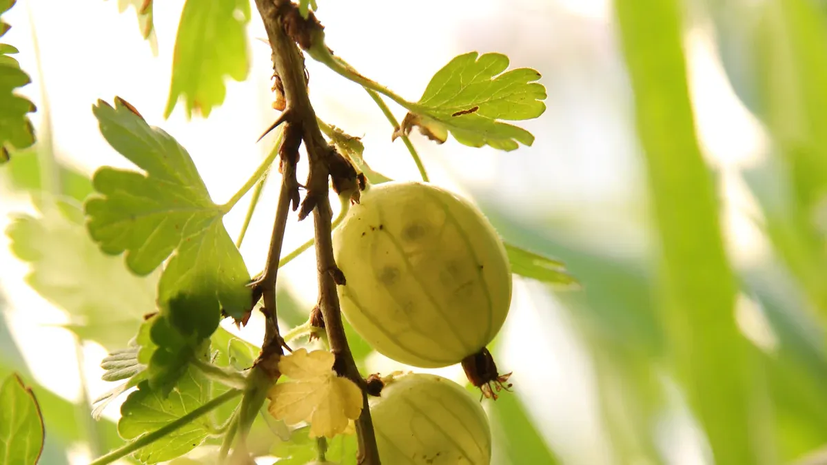 When to Fertilize Gooseberries