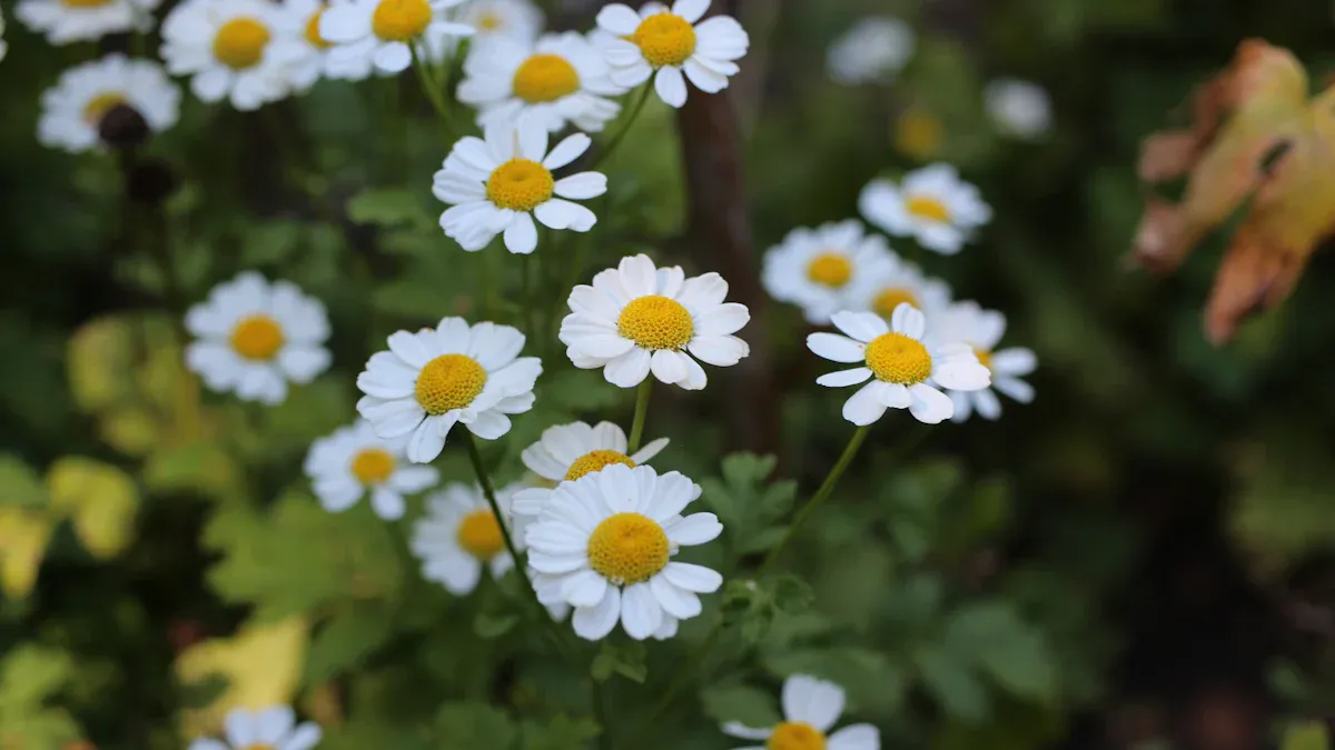 Feverfew Plant Needs