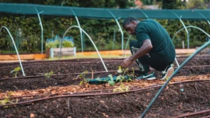 Choosing the Right Pineapple Plant Soil: Expert Tips for Thriving Plants