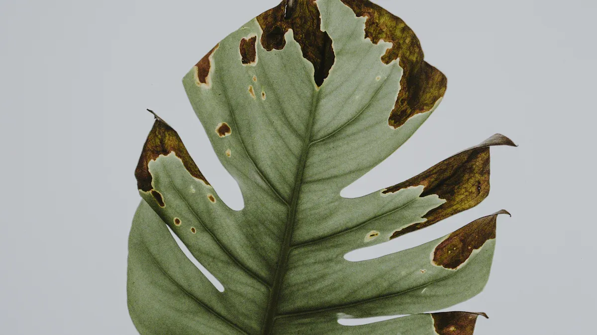 Symptoms of Crassula Diseases