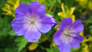 Growing Wild Geranium in a Pot: Expert Tips for Thriving Plants