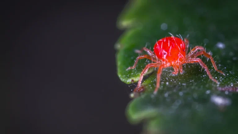 How to Get Rid of Spider Mites in Chili Pepper Plant: Prevention and Treatment Tips