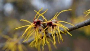 How Quickly Does Witch Hazel Plant Grow?