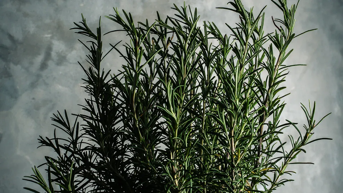 Benefits of Companion Plants