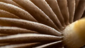 How Fungi Facilitate Decomposition in Harsh Environments