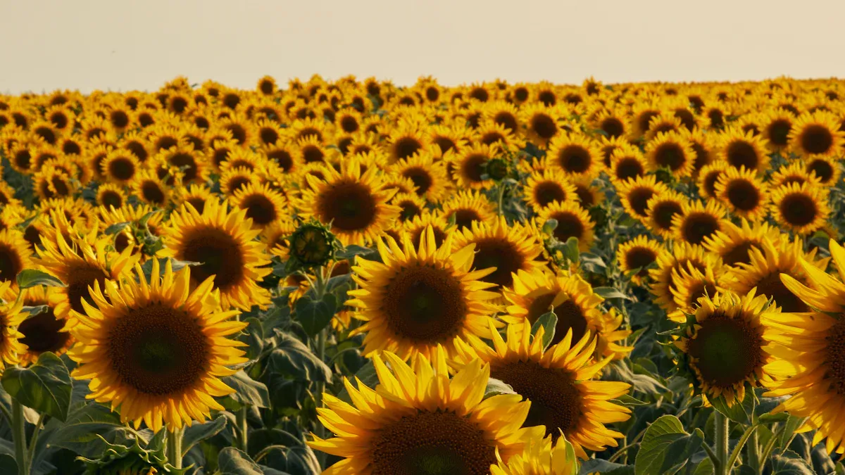 Best Drought-Tolerant Perennials