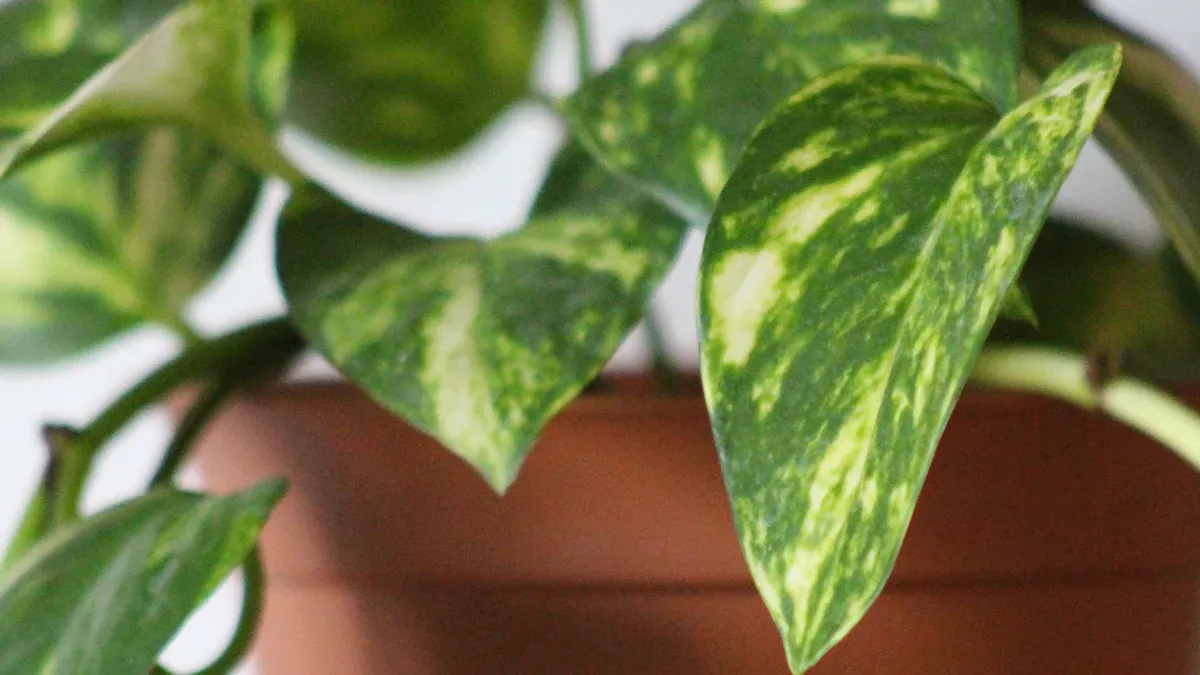 Botanical Classification