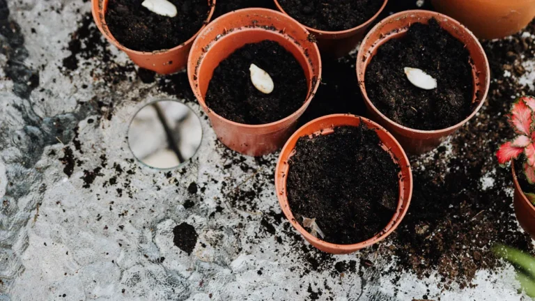 How to Dig Up Native Plants for Transplanting: Best Practices and Tips