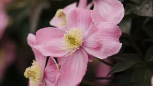 How to Trim Niobe Clematis Plant: The Best Pruning Techniques