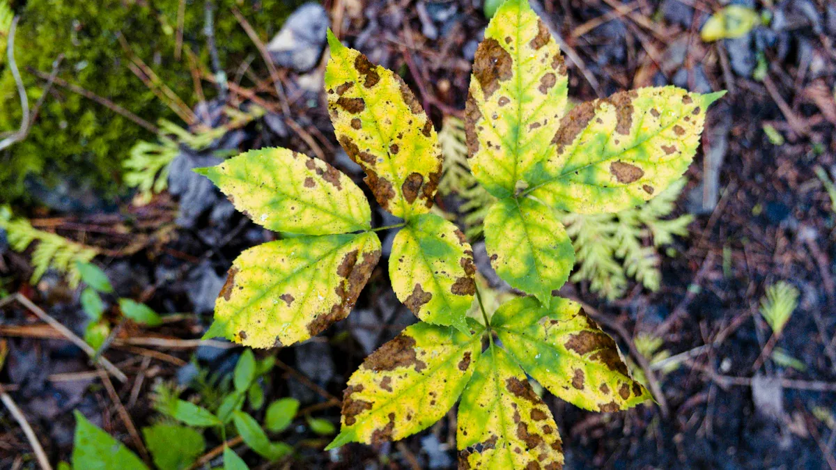 Treatment for Honeysuckle Plant Diseases
