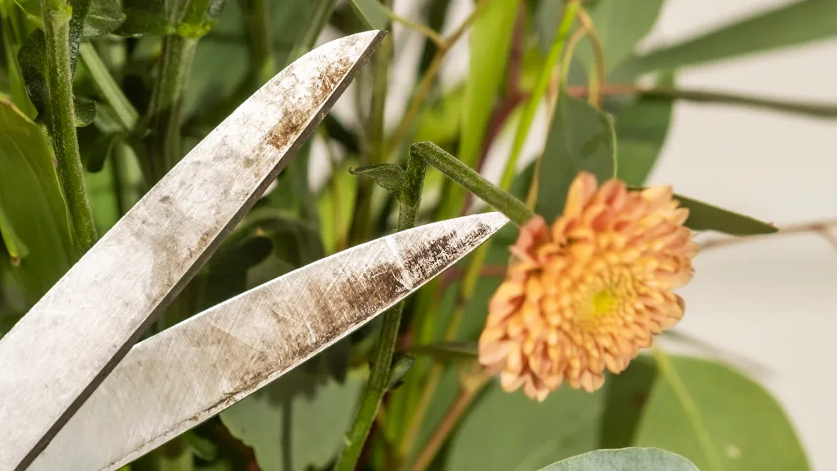 Tools to Trim Streptocarpus Plant