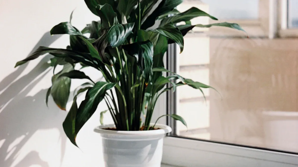 Peace Lily Environment