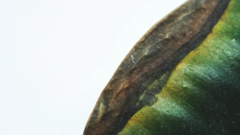 Why Does My Swiss Plant Have Brown Spots?