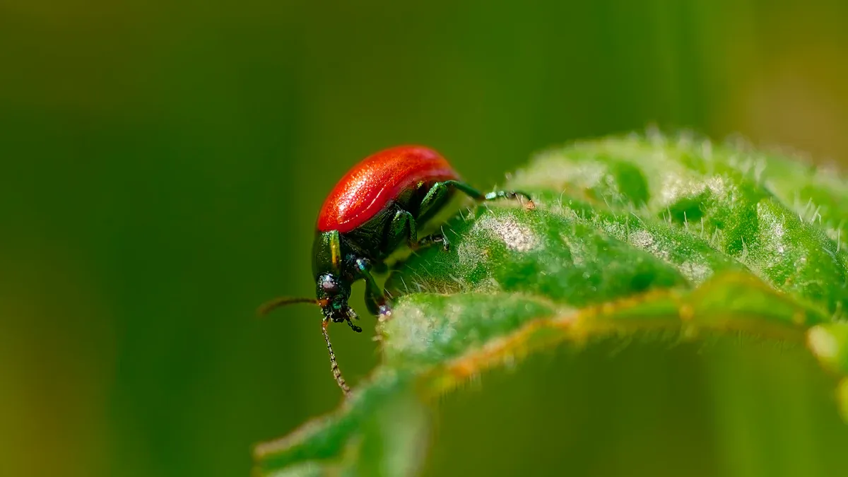 Signs of Aster Infestation
